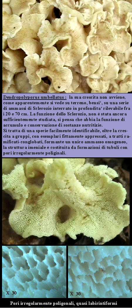Dendropolyporus umbellatus   (Pers.: Fr.) Jülich